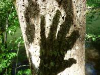 Toile de vie... Toile de vie...